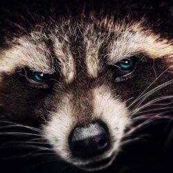 Raccoon Wallpapers, Best Raccoon Wallpapers in High Quality