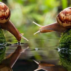 Two Snails Drinking Wallpapers