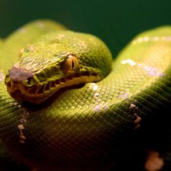 green snake Wallpapers