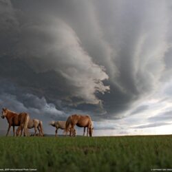Grazing Horses Photo, Landscape Wallpapers – National Geographic