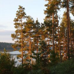 Lithuania Nature Lake