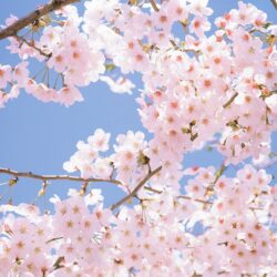 Cherry Blossom Tree Wallpapers HD
