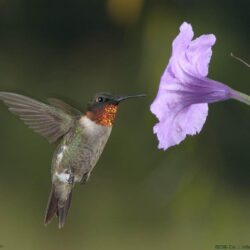 Hummingbird Desktop Backgrounds