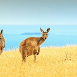 Kangaroo HD Wallpapers