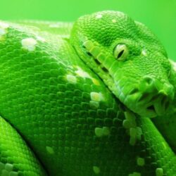 Green Boa Snake ❤ 4K HD Desktop Wallpapers for 4K Ultra HD TV • Wide