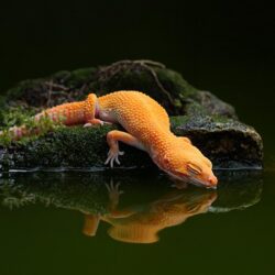 lizard, Water, Reflection, Water, Gecko Wallpapers HD / Desktop and