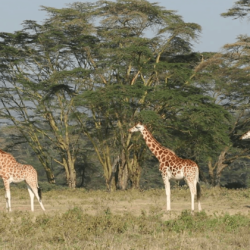 Rothschilds giraffes, Lake Nakuru National Park, Kenya Stock Video