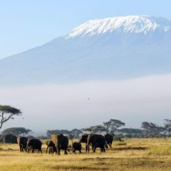 px Kilimanjaro
