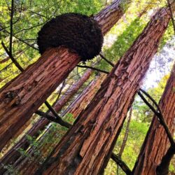 Muir Woods National Monument: Learn More About This Ancient Forest