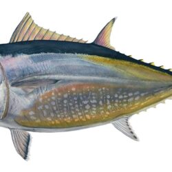 Tuna Tag wallpapers: Underwater Fishes Tuna Sea Fish Ocean