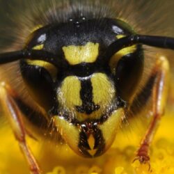 What’s the difference between wasps, bees and hornets