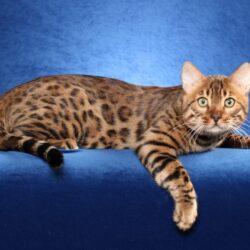 Bengal cat Wallpapers HD Download