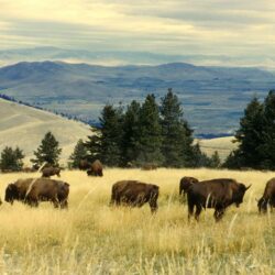 Bison herd grazing at the national bison range royalty free stock