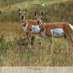 Desktop Wallpapers Antelope Artiodactyl animal