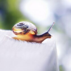 Grape snail wallpapers and image