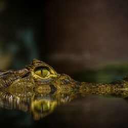 Crocodile HD Wallpapers