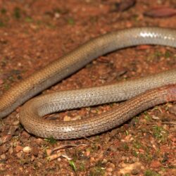 Image result for pink tailed worm lizard
