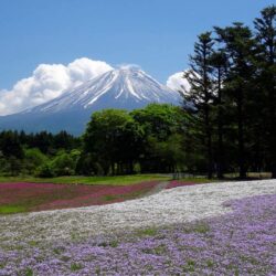 The Fuji Shibazakura Festival: thousands of flowers at the foot of
