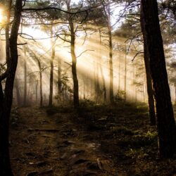 Morning Sun Rays with Fog Wallpapers Free Download