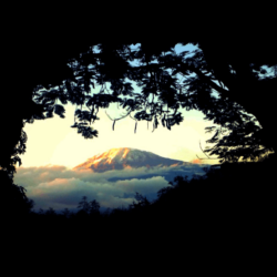 Mount Kilimanjaro, Forest above the clouds. [] : wallpapers