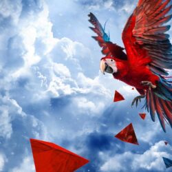 Scarlet Macaw Wallpapers and Backgrounds Image