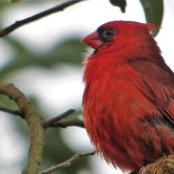 Geotripper’s California Birds: A Northern Cardinal…in Hawai’i? The