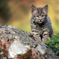 Bobcat Animal Profile