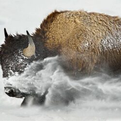 Buffalo HD Wallpapers