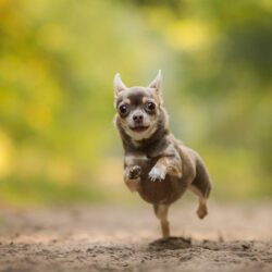 Free Chihuahua Wallpapers for Desktop