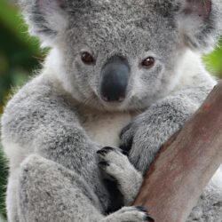 Animal / Koala Mobile Wallpapers