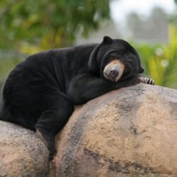 Malay Bear