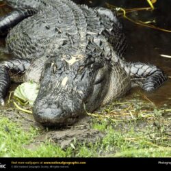 American Alligator Picture, American Alligator Desktop Wallpapers