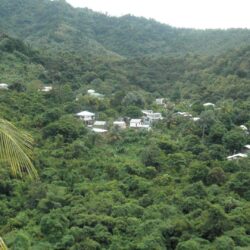 Forest: St Lucia Village Photography Forests Green Trees Vacation
