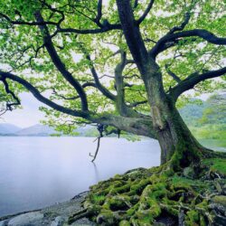 Rivers: RIVERBANK TREE Natural Spots Scenery Scenic Europe Famous