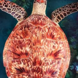 Turtle, underwater, coral reef iPhone XR wallpapers