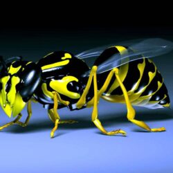 Wasp Black And Yellow Insect Desktop Hd Wallpapers