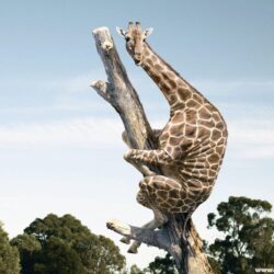 Funny giraffe climbing dry tree ~ Dream Wallpapers