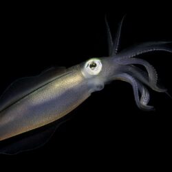 Squid HD Wallpapers