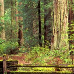 Redwood National Park Wallpapers