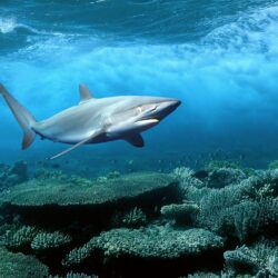 Blue Shark HD Wallpapers