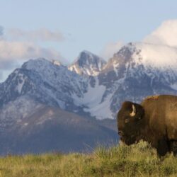 American Bison Wallpapers