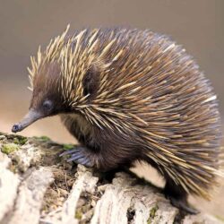 echidna baby wallpapers