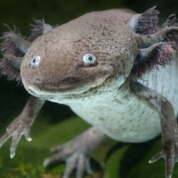 Axolotl Underwater Wallpapers