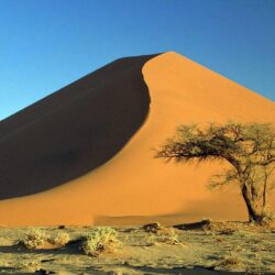 Deserts: Desert Acacia Namib Africa Nature Dunes Sand Namibia Tree