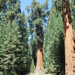 Sequoia National Park Wallpapers High Quality