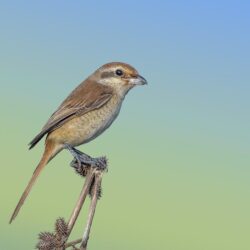 Wallpapers bird, thorn, Isabelline Shrike image for desktop