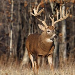 Deer Animal Facts and Image