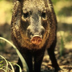 Free picture: peccary, javelina, wild, boar, skunk, pig
