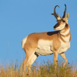 Best 40+ Pronghorn Wallpapers on HipWallpapers
