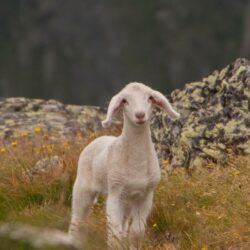 Download wallpapers lamb, sheep, cub, mountains iphone se/5s